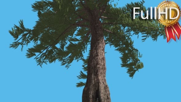 Western Red Cedar Trunk and Branches Down up alt