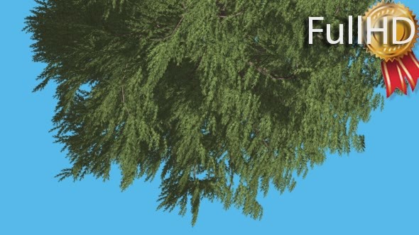 Western Red Cedar Top of Crown Turned Image alt