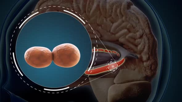 blood clot formation 3d medical