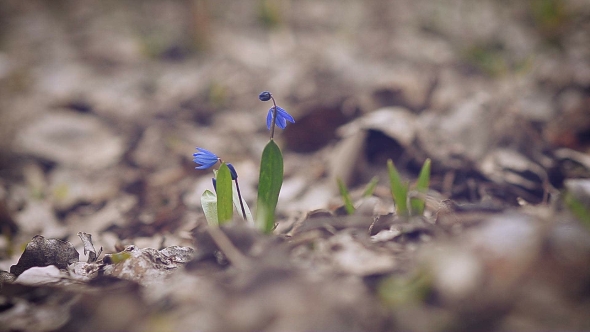 Snowdrop Blue