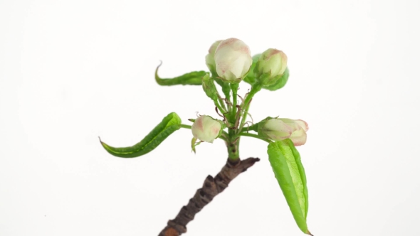  Video Of a Wild Plum Flower 