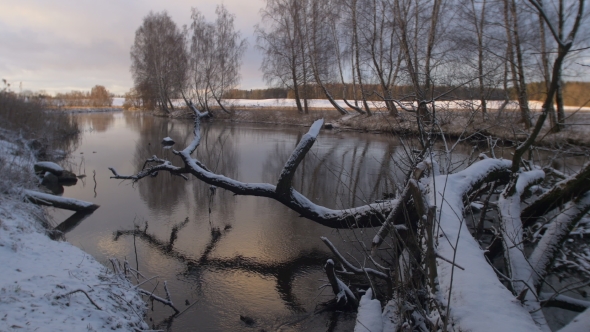  Trunks Of Large Trees Covered With Snow.