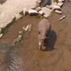 Elephants Crossing River - VideoHive Item for Sale