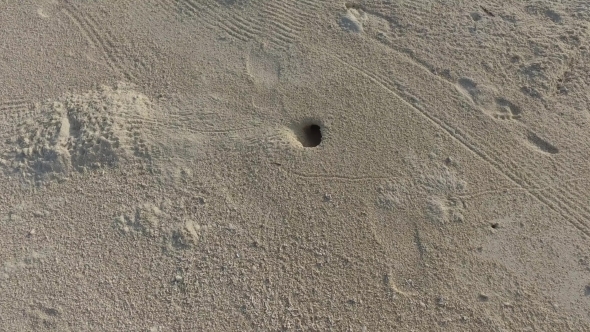 Crab Hole On Beach Sand 5