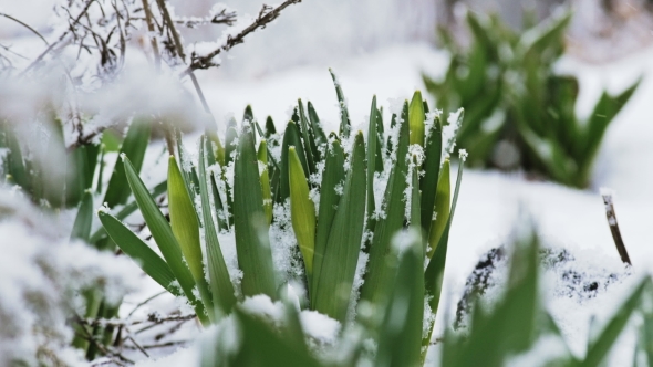 Green Leaves In The Snow In The Spring.