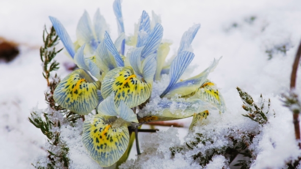 Spring Flowers In The Snow.