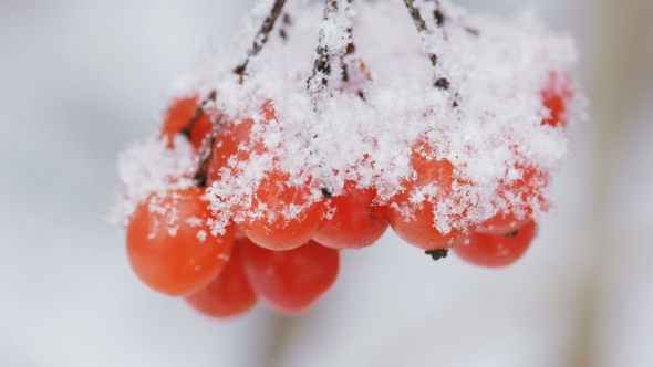Viburnum Berries Covered In Snow At Wintertime. 