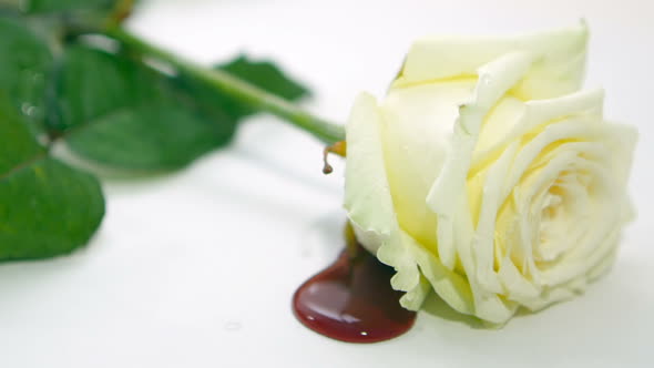 Bleeding White Rose