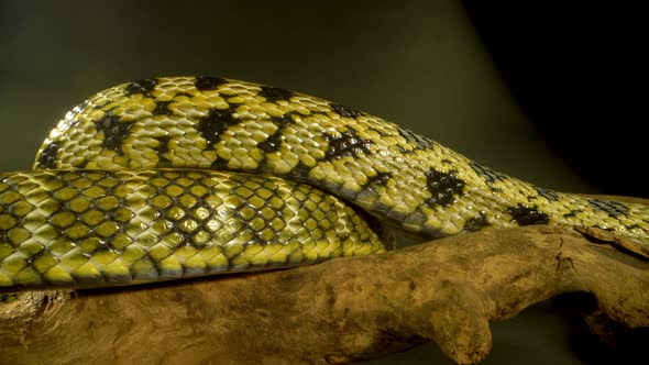 Thin-tailed Green Snake Lies on Wooden Snag in Black Background. Close Up. Macro Shot