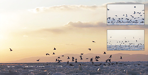 Frozen Sea Gulls