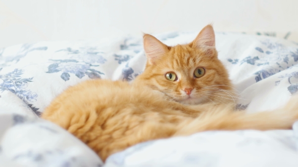 Ginger Cat Lies On Bed. Cute Cozy Bedtime At Home.