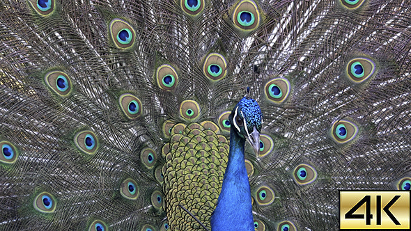 Peacock 03