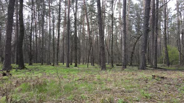 Beautiful Forest Landscape Aerial View Slow Motion