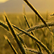 Field of Wheat - VideoHive Item for Sale