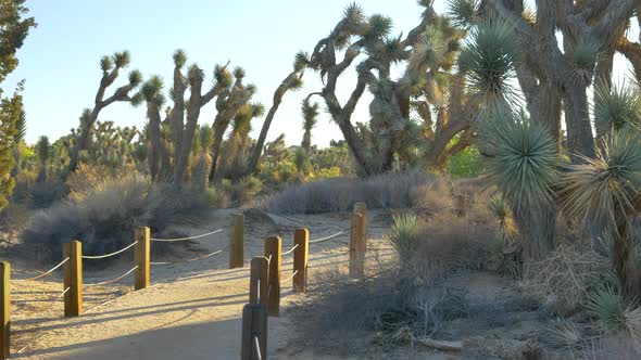 Sliding left shot in a desert nature preserve with a roped walking path, Joshua Trees, and desert ha