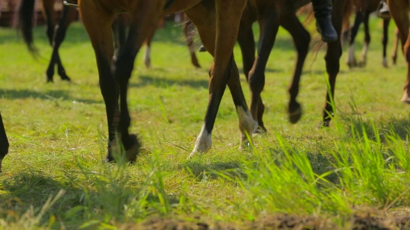 Brown Horses Walking Around In Circle