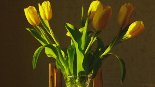 Withering Yellow Tulips