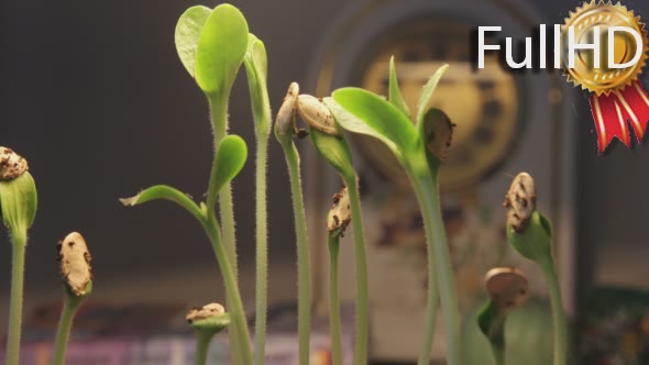 Plant Growing With Clock on Background