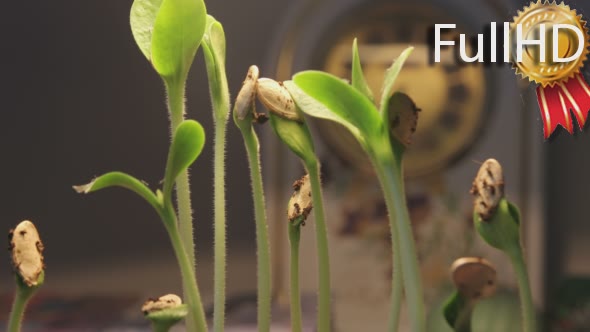 Plant Growing With Clock on Background