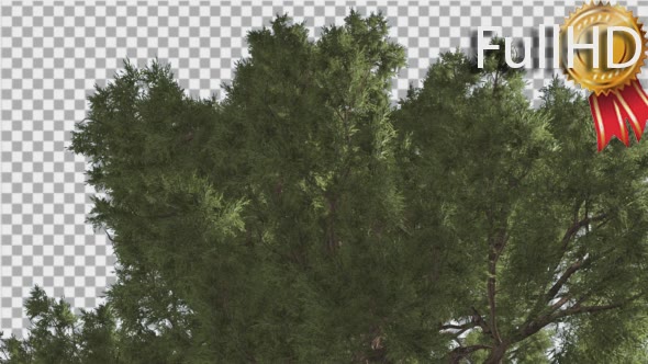 Western Juniper Branchy Green Crown  alt