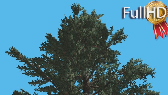 White Fir Top of Fluttering Crown Coniferous alt