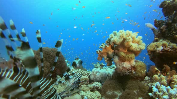 Underwater Tropical Corals