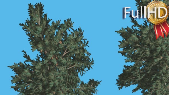 White Fir Two Trees Crowns and Pale Brown Cones alt