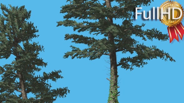 White Fir Two Thin Trees Strong Wind Coniferous alt