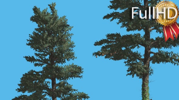 White Fir Two Trees With Thin Trunks Coniferous alt