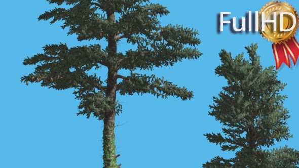 White Fir Two Trees Firs With Fluttering Leaves alt