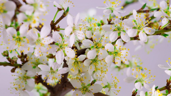 White Cherry Tree Flowers.