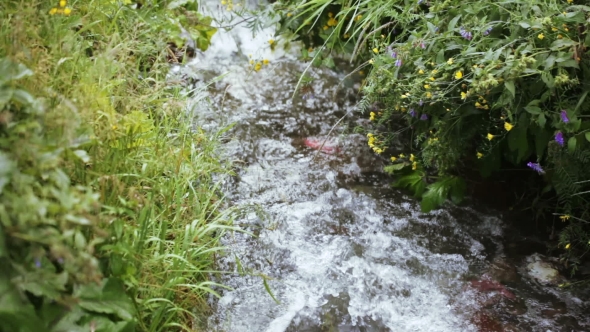 Mountain Stream In Georgia