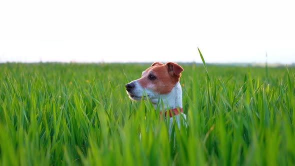 Jack Russel Terrier on Green Field