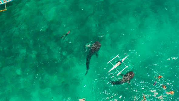 Oslob Whale Shark Watching in Philippines Cebu Island