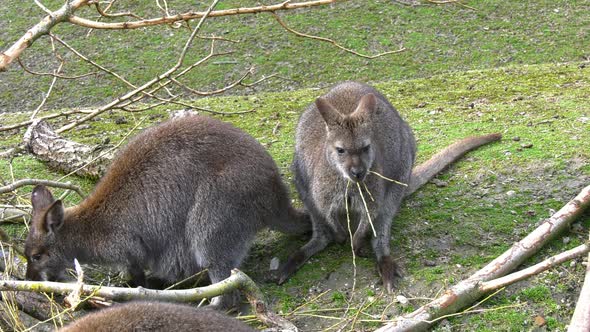 Kangaroos eating