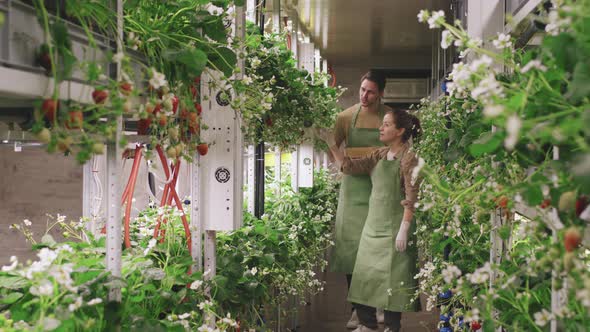 Nursery Workers Walking Along Greenhouse With Strawberries