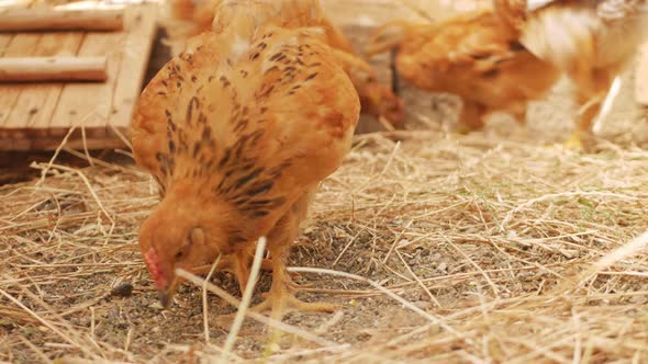 Small Brown Chickens Walk in Bird Enclosure