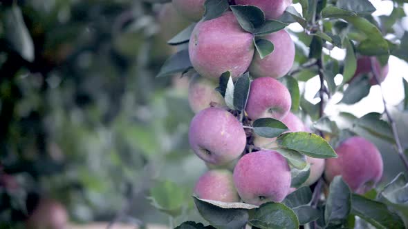 Clusters of red, ripe apples on an apple tree ready for picking.