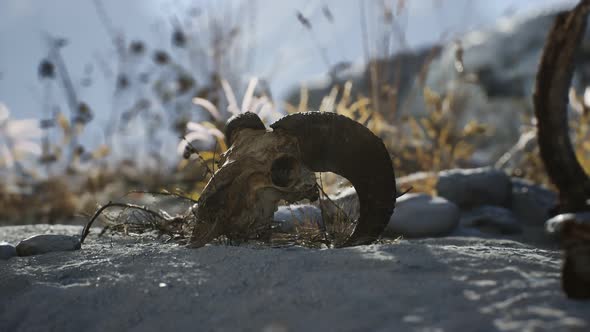 Skull of a Dead Ram in the Desert alt