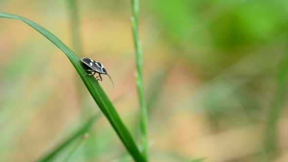 Black And White Bug With Spots On Grass Blade