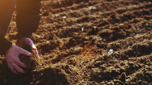 Farmer Examining Soil