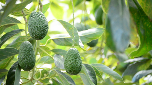 Hass Avocados Fruit in Tree