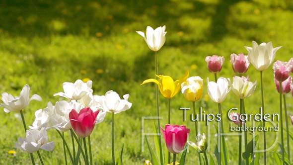 Tulips Flowers in Bloom