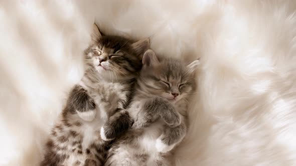 Little Kittens Sleeping