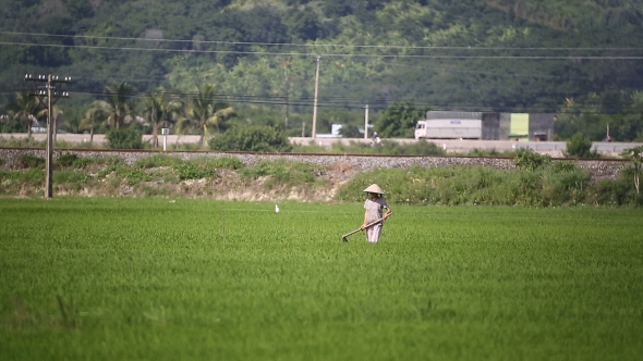 Vietnam Farmers Harvest Rice 