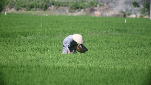 Vietnam Farmers Harvest Rice 