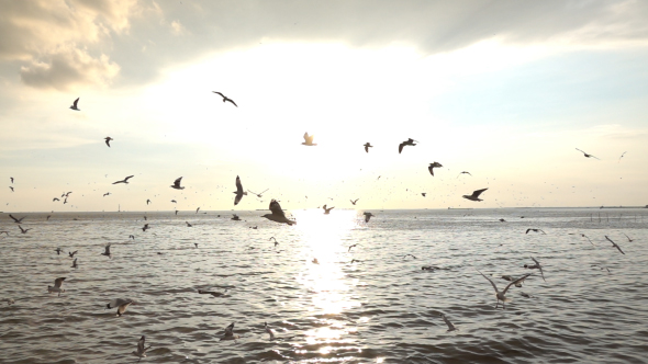 Birds Flying