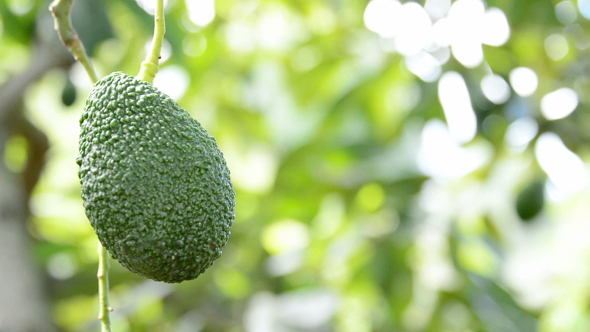 Hass Avocado Fruit Hanging in Tree