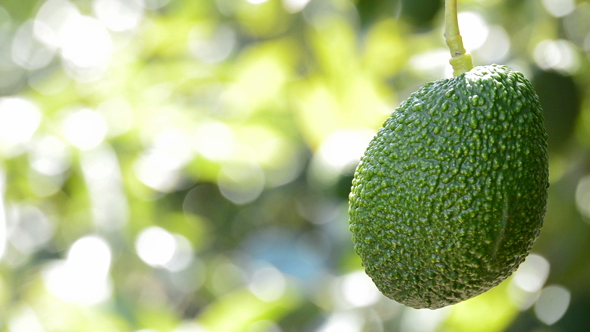 Hass Avocado Fruit Hanging at Branch of Tree