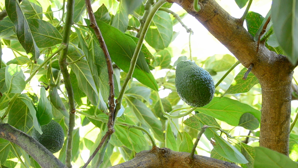 Avocado Tropical Fruit Hanging